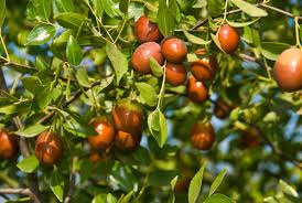 Fruit Seeds,Garden seeds, Seeds For Planting,Plant Seeds