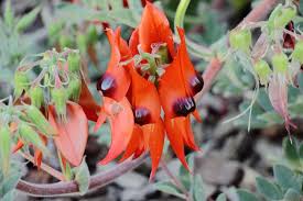 Swainsona Flower Seeds for Planting – Fragrant Blossoms, Heirloom, Non-GMO, High Germination Garden Seeds