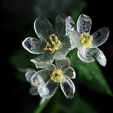 Skeleton Flower Seeds for Planting – Drought Tolerant Heirloom Non-GMO GMO Free Seeds for Home Garden