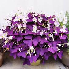 Oxalis Triangularis Flower Seeds for Planting – Heirloom, Non-GMO, High Germination Organic Garden Seeds