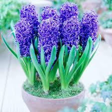 Hyacinths Flower Seeds – Heirloom, Non-GMO, Compact Growth