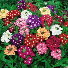 Heirloom Trailing Verbena Flower Seeds for Planting – Non-GMO, Seasonal Bloomer, High Germination