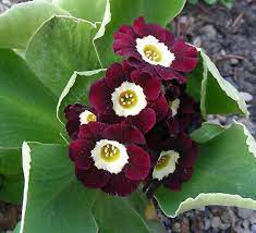 Flower Seeds, Seeds,Seeds For Planting,Plant Seeds