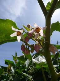 Cyphomandra Flower Seeds for Planting – Heirloom, Non-GMO, Pollinator Friendly Organic Garden Seeds