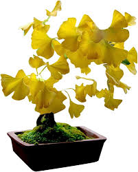 Ginkgo Flower Seeds for Planting – Heirloom, Non-GMO, Fragrant Blossoms, High Germination