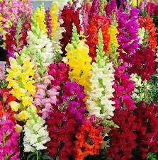 Red Yellow Antirrhinum Flower Seeds for Planting – Bright Blooms Heirloom Non-GMO High Germination Organic Seeds