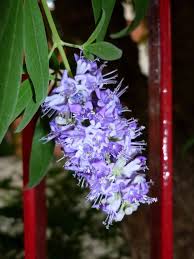 Purple Vitex Angus Castus Flower Seeds for Planting | Heirloom Non-GMO High Germination
