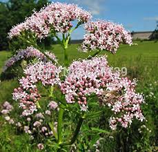 Valeriana Flower Seeds for Planting – Heirloom, Non-GMO, High Germination Organic Garden Seeds