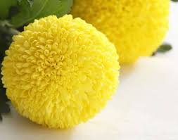 Yellow Chrysanthemum Flower Seeds for Planting – Heirloom, Non-GMO, Hardy Variety Organic Garden Seeds