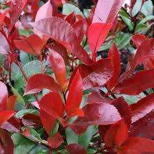 Red Photinia Robin Flower Seeds for Planting – Heirloom Non-GMO Drought Tolerant Organic Garden Seeds