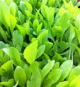 Vegetable Seeds,Garden seeds, Seeds For Planting,Plant Seeds