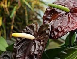 Anthurium Dark Brown Flower Seeds for Planting – Heirloom, Non-GMO, High Germination Organic Garden Seeds