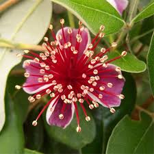 Feijoa Sellowiana Flower Seeds for Planting – Heirloom, Non-GMO, Easy to Grow Organic Garden Seeds