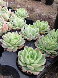 Heirloom Echeveria Flower Seeds for Planting – Non-GMO, Compact Growth Organic Garden Seeds