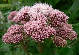 Joe Pye Flower Seeds for Planting – Shade Tolerant, Heirloom, Non-GMO, High Germination Garden Seeds