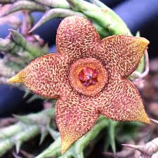 Orbea Cooperi Flower Seeds – Heirloom, Non-GMO, Bright Blooms Organic Garden Seeds for Planting