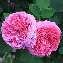Heirloom Damask Rose Flower Seeds for Planting | Non-GMO High Germination Organic Garden Seeds