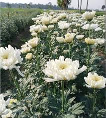 Chrysanthemum Green White Flower Seeds for Planting – Drought Tolerant, Heirloom, Non-GMO, High Germination Organic Garden Seeds