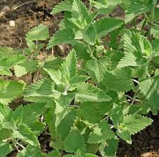 Herb Seeds,Garden seeds, Seeds For Planting,Plant Seeds