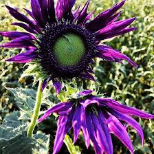 Deep Purple Sunflower Flower Seeds for Planting - Cottage Garden Essential, Heirloom &amp; GMO Free Seeds for Home Garden Non-GMO
