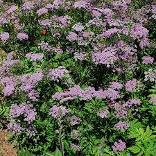 Chaerophyllum Flower Seeds for Planting Heirloom Non-GMO High Germination Organic Garden Seeds