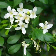 Murraya Paniculata Flower Seeds for Planting – Long Bloom Season Heirloom Non-GMO High Germination Organic Garden Seeds