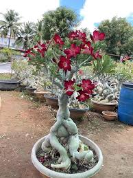 Red Adenium Obesum Flower Seeds – Heirloom, Non-GMO, High Germination Organic Garden Seeds