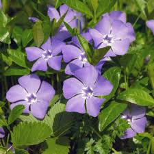 Dark Purple Periwinkle Flower Seeds for Planting – Heirloom Non-GMO Organic Garden Seeds,
