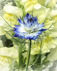 Love in a Mist Flower Seeds for Planting – Fragrant Blossoms, Heirloom, Non-GMO, High Germination Garden Seeds