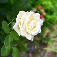 White and Brown Rose Flower Seeds for Planting – Heirloom, Non-GMO, High Germination Organic Garden Seeds