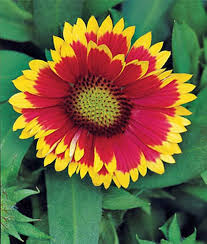 Yellow Red Arizona Flower Seeds for Planting – Heirloom, Non-GMO, High Germination Organic Garden Seeds