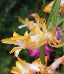Yellow Schlumbergera Flower Seeds for Planting – Heirloom Non-GMO, High Germination Organic Garden Seeds