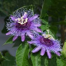Purple Passionflower Flower Seeds for Planting – Heirloom, Non-GMO, Compact Growth Organic Garden Seeds