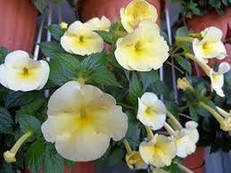 Heirloom Achimenantha Flower Seeds – Non-GMO, High Germination Organic Garden Seeds