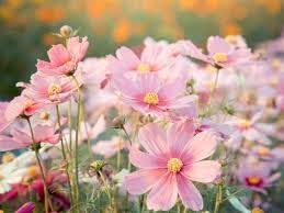 Cosmos Velouette Flower Seeds for Planting – Long Bloom Season, Heirloom, Non-GMO, High Germination Garden Seeds