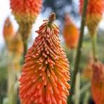 Red Yellow Kniphofia Flower Seeds for Planting – Long Bloom Season, Heirloom & Non-GMO Organic Garden Seeds