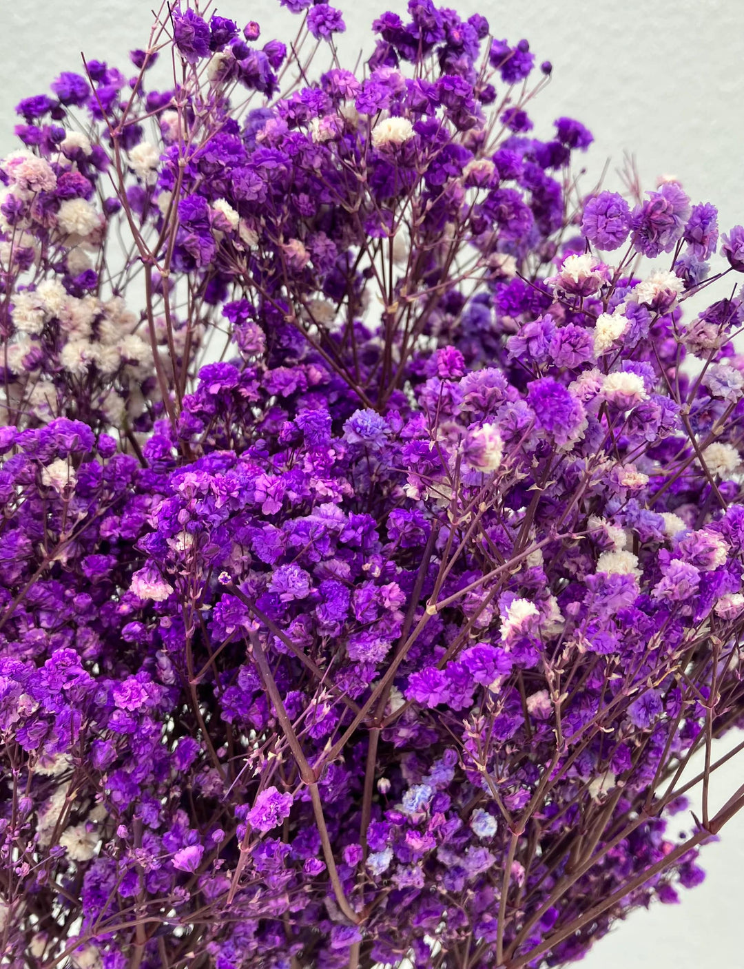 Dark Purple Gypsophila Flower Seeds for Planting – Heirloom, Non-GMO, High Germination Organic Garden Seeds