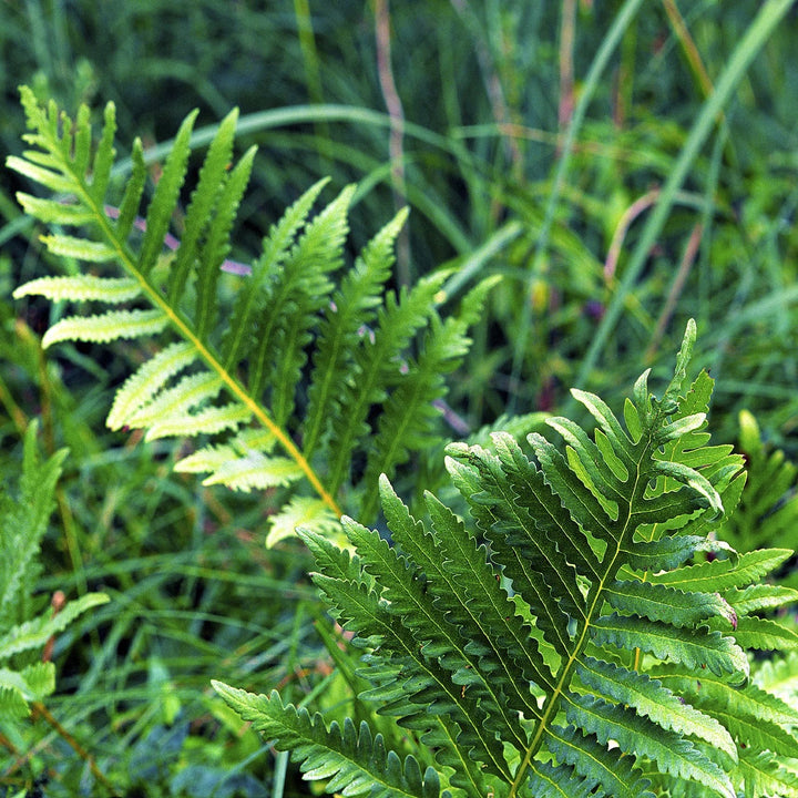 Green Fern Spore Flower Seeds for Planting – Heirloom, Non-GMO, High Germination Organic Garden Seeds