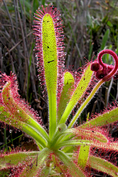 Green Sundew Flower Seeds for Planting – Heirloom Non-GMO, High Germination Organic Garden Seeds