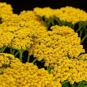 Flower Seeds, Seeds,Seeds For Planting,Plant Seeds