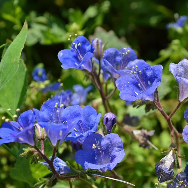 Blue Bell Flower Seeds for Planting – Heirloom, Non-GMO Garden Favorite Organic Garden Seeds