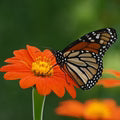 Orange Tithonia Flower Seeds for Planting – Heirloom, Non-GMO, High Germination Organic Garden Seeds