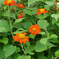 Orange Tithonia Flower Seeds for Planting – Heirloom, Non-GMO, High Germination Organic Garden Seeds