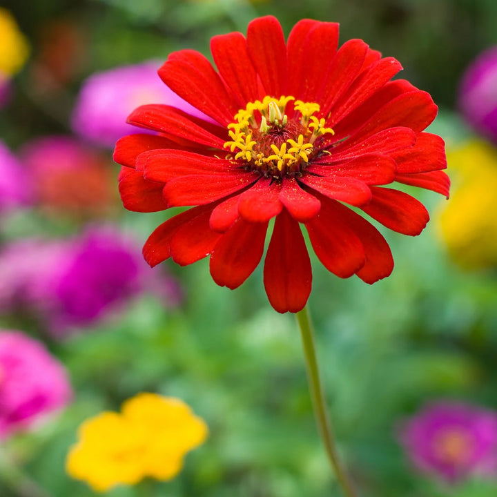 Light Red Zinnia Flower Seeds for Planting – Seasonal Bloomer, Heirloom, Non-GMO, Home Garden