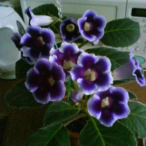 Blue Violet Gloxinia Flower Seeds for Planting – Heirloom Non-GMO Organic Garden Seeds