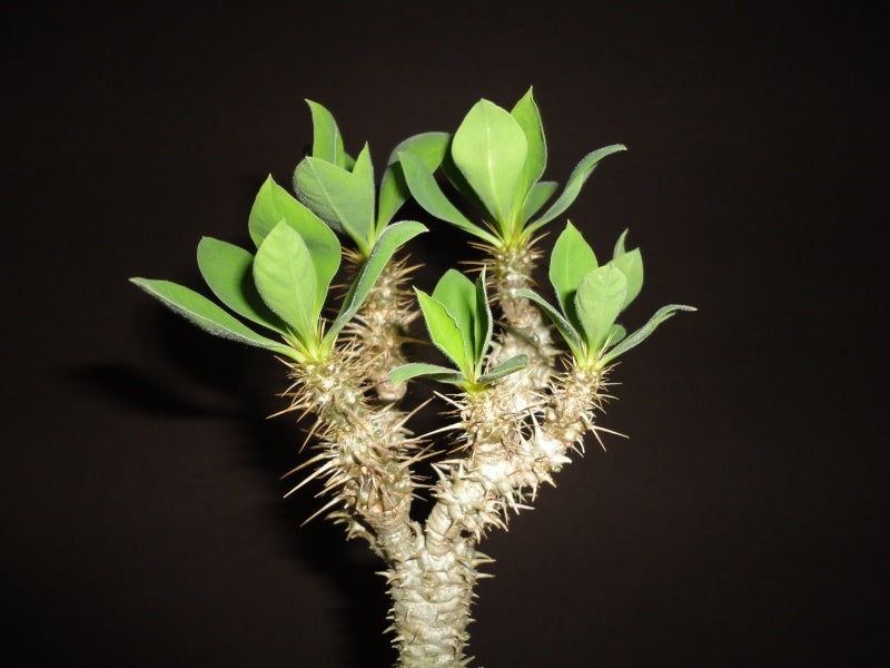 Green Euphorbia Didieroides Herb seeds – Heirloom, Non-GMO Unique Seeds for Kitchen Garden Planting