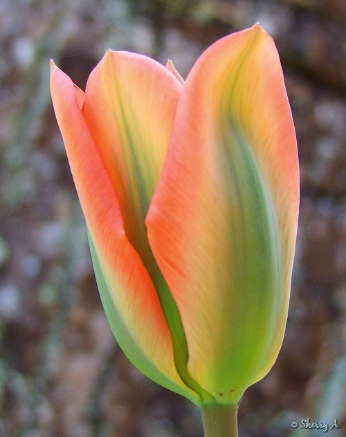 Orange Green Tulip Flower Seeds for Planting – Heirloom, Non-GMO, High Germination Organic Garden Seeds