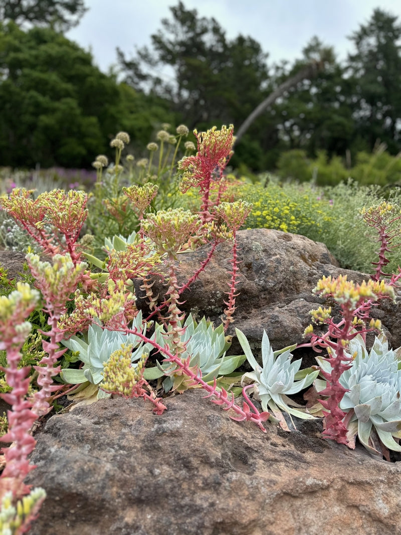 Dudleya Flower Seeds for Planting – Heirloom Non-GMO, High Germination Organic Garden Seeds