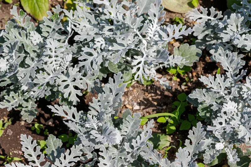 Grey Dusty Miller Flower Seeds for Planting – Heirloom & Non-GMO Garden Seeds