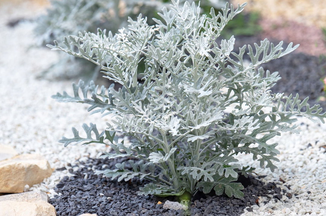 Grey Dusty Miller Flower Seeds for Planting – Heirloom & Non-GMO Garden Seeds
